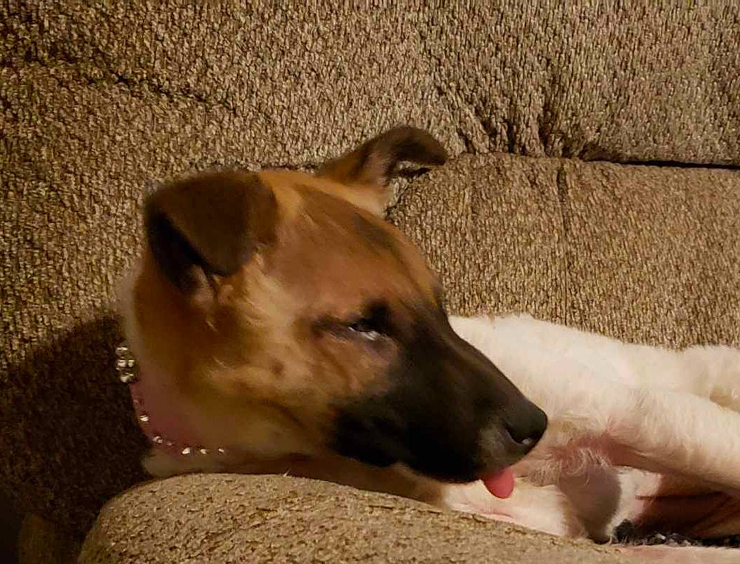 Miss Milo is registered to the contest to win money with this photo: aspin, black_mouth_cur, canidae, carnivore, dog, dog_breed, ear, fawn, mammal, potcake_dog, snout, street_dog, vertebrate