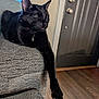 Lilly is registered to the contest to win money with this photo: cat, black_cat, pet, indoor, couch, furniture, relaxing, paw, living_room, door, window, wood_floor, domestic_animal, fur, whiskers, animal, mammal, resting, home, cute