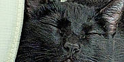 Lilly is registered to the contest to win money with this photo: black_cat, cat, close_up, sleeping, pet, feline, fur, whiskers, collar, indoor, resting, nap, animal, mammal, cute, face, ears, domestic_cat, quiet, cozy