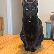 Lilly is registered to the contest to win money with this photo: black_cat, cat, pet, indoor, wooden_table, green_eyes, sitting, feline, animal, domestic_cat, whiskers, ears, fur, collar, table_surface, blurred_background, household, furniture, quiet, calm