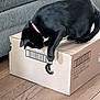 Lilly joined the competition — help win amazing prizes! black_cat, cat, cardboard_box, hole, curious, indoor, wooden_floor, furniture, sofa, pet, animal, playful, collar, two_cats, peeking, paw, home, cute, interaction, domestic