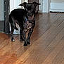 Hazel is registered to the contest to win money with this photo: dog, small_dog, black_dog, indoor, wooden_floor, collar, pet, animal, floor, doorway, wall, curious, standing, domestic, house, canine, flooring, tag, looking, room