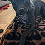 dog, black_dog, pet, indoor, blanket, close_up, curious, resting, animal, canine, collar, floor, toy, furniture, cozy, home, paw, ears, face, fur