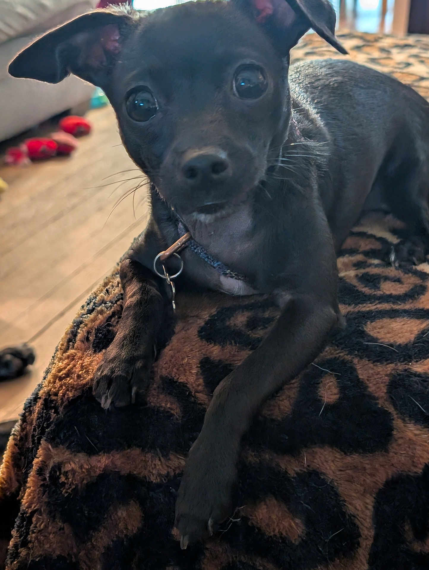 Hazel joined the competition — help win amazing prizes! dog, black_dog, pet, indoor, blanket, close_up, curious, resting, animal, canine, collar, floor, toy, furniture, cozy, home, paw, ears, face, fur