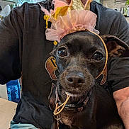 Hazel is registered to the contest to win money with this photo: dog, small_dog, black_dog, crown, headwear, pet, person, tshirt, sitting, indoor, kitchen, window, casual_clothing, collar, table, seated, closeup, face, expression, cute