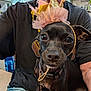 dog, small_dog, black_dog, crown, headwear, pet, person, tshirt, sitting, indoor, kitchen, window, casual_clothing, collar, table, seated, closeup, face, expression, cute