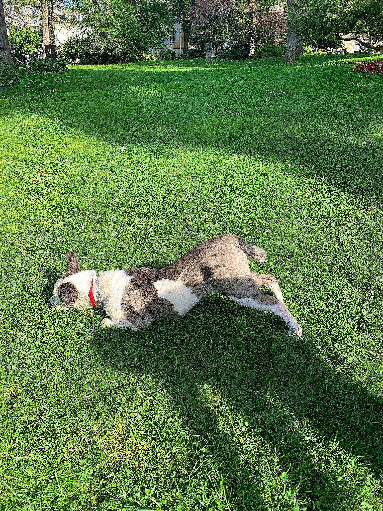 Odin participe au concours pour gagner de l'argent avec cette photo : canidae, carnivore, companion_dog, dog, dog_breed, fawn, garden, grass, grassland, groundcover, landscape, lawn, leisure, pasture, plant, shrub, sporting_group, tail, tree, working_animal