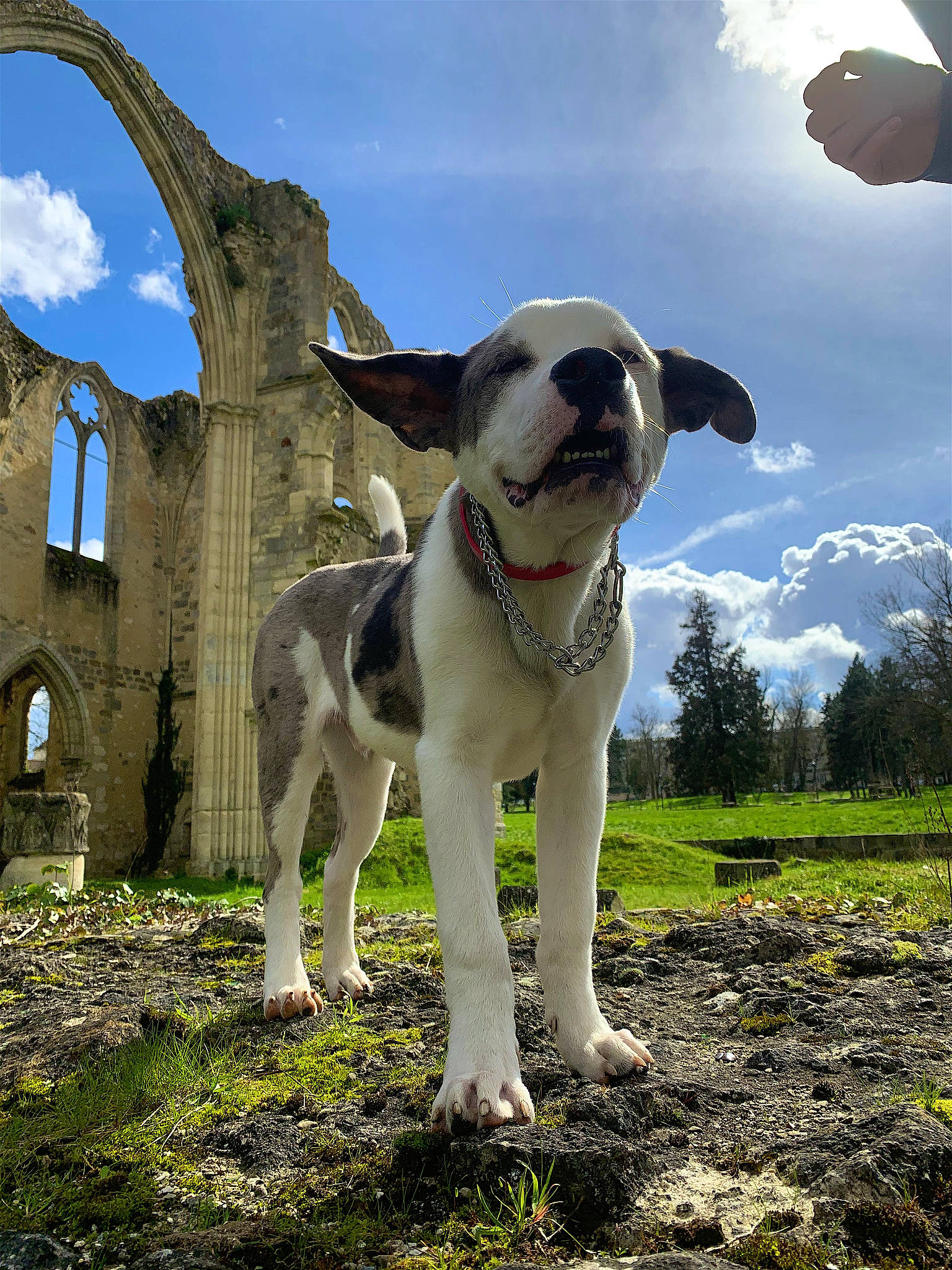 Odin participe au concours pour gagner de l'argent avec cette photo : canidae, carnivore, cloud, collar, companion_dog, dog, dog_breed, dog_collar, eyewear, fawn, grass, landscape, leash, pet_supply, plant, sky, sporting_group, sunglasses, terrier, working_animal