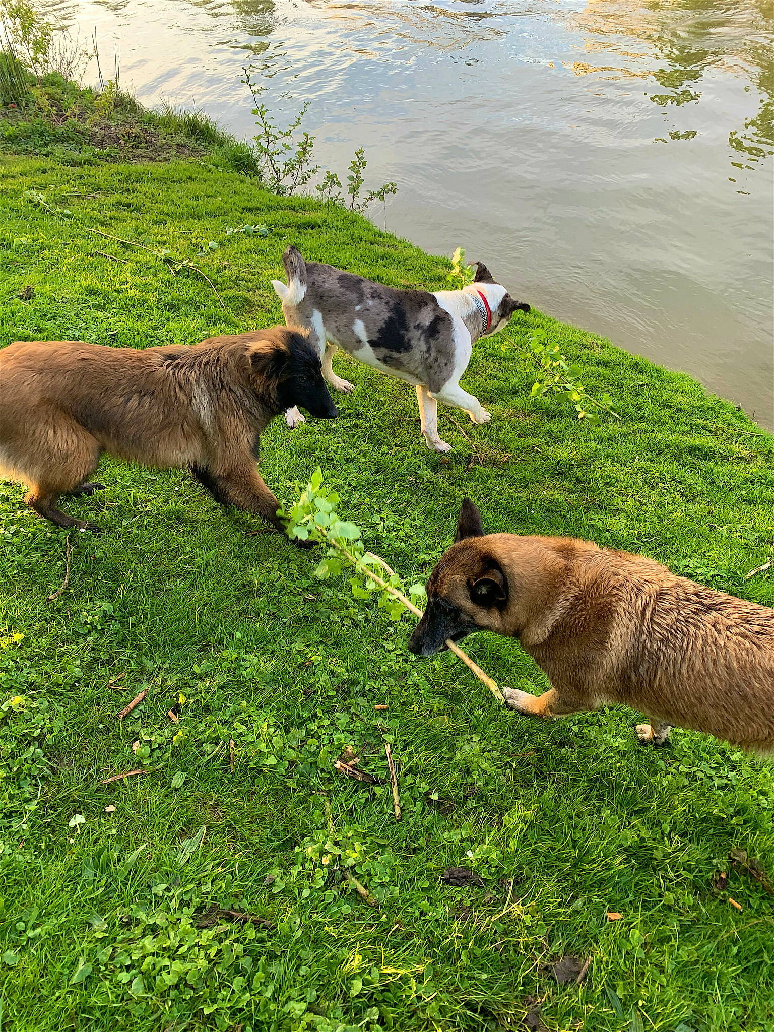 Odin a rejoint le concours — aidez-le/la à gagner de superbes lots ! australian_cattle_dog, carnivore, companion_dog, dog, dog_breed, fawn, grass, grass_family, grassland, groundcover, lake, lawn, livestock, meadow, plant, tail, terrestrial_animal, vertebrate, water, working_animal