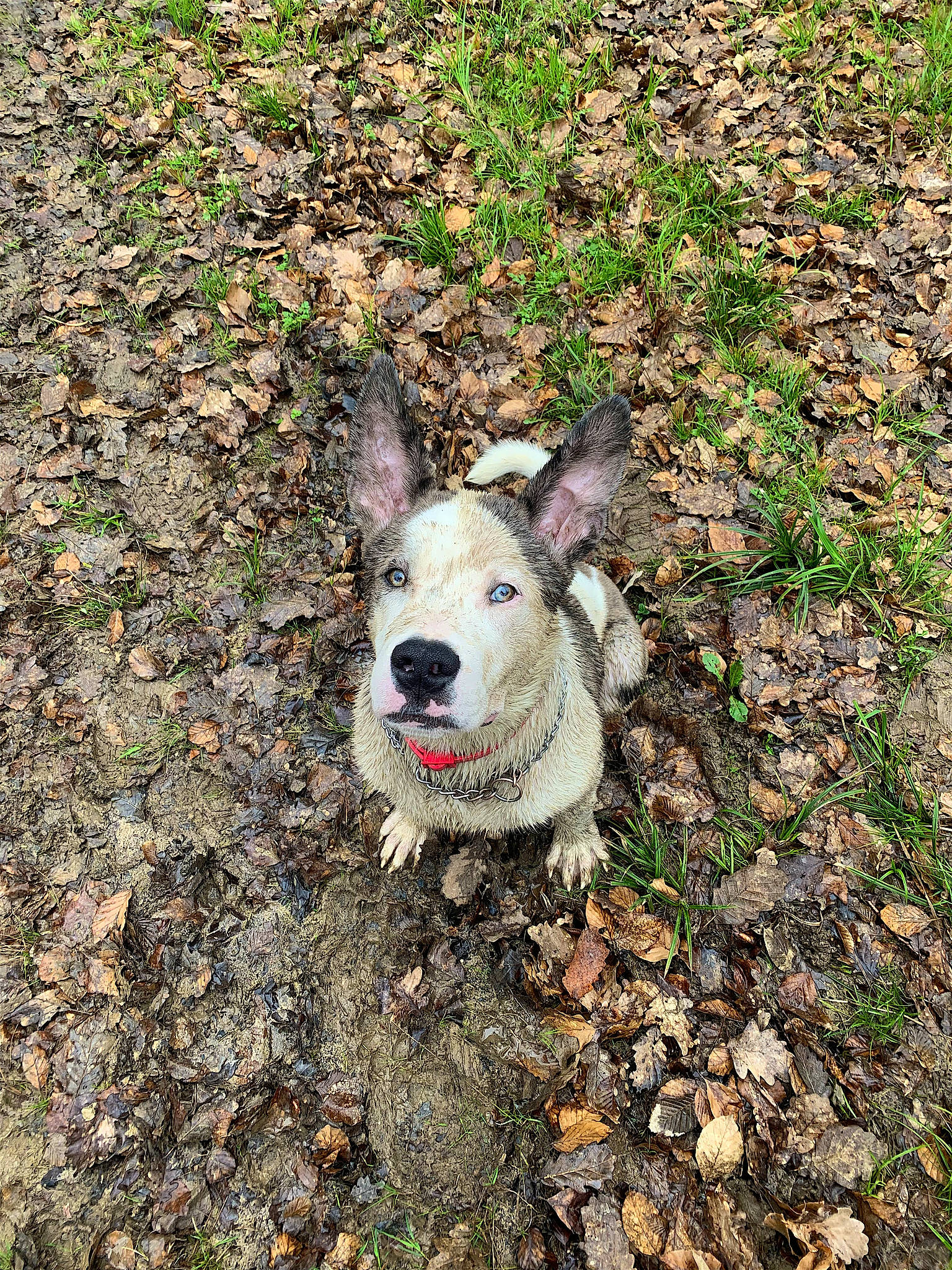 Odin a rejoint le concours — aidez-le/la à gagner de superbes lots ! carnivore, collar, companion_dog, dog, dog_breed, dog_collar, dog_supply, grass, groundcover, pet_supply, road_surface, soil, sporting_group, tail, whiskers, working_animal