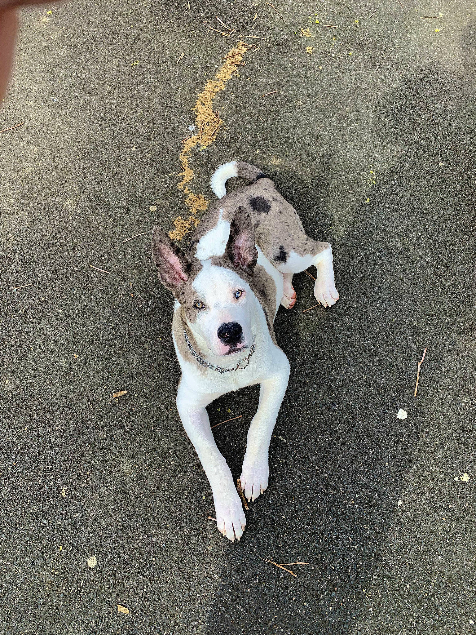 Odin a rejoint le concours — aidez-le/la à gagner de superbes lots ! asphalt, carnivore, collar, companion_dog, concrete, dog, dog_breed, dog_collar, fashion_accessory, fawn, leash, road, road_surface, shadow, sidewalk, snout, soil, tail, toy_dog, working_animal