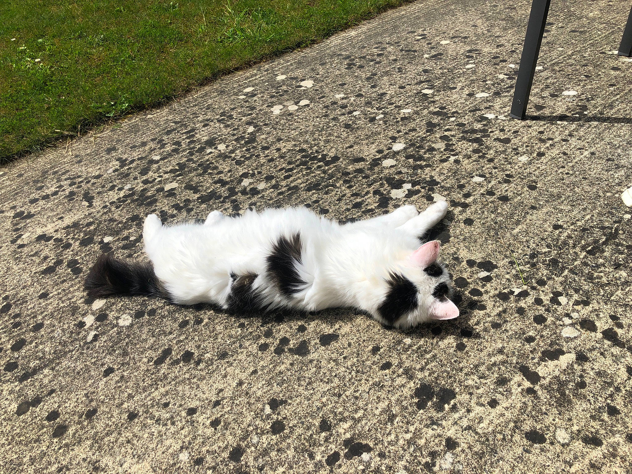 Neige participe au concours pour gagner de l'argent avec cette photo : border_collie, canidae, carnivore, companion_dog, dog, dog_breed, grass, mammal, puppy, tail