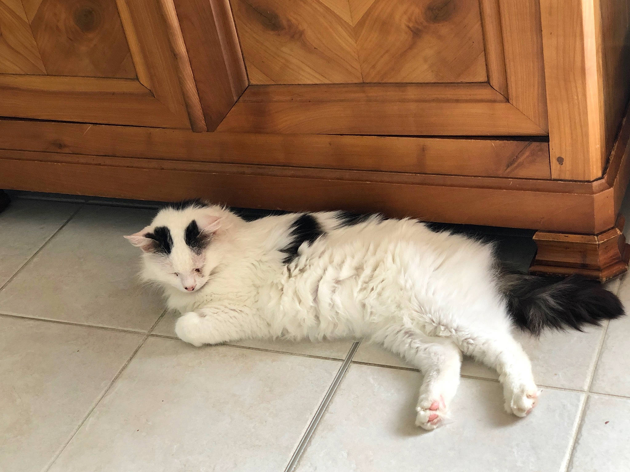 Neige participe au concours pour gagner de l'argent avec cette photo : canidae, carnivore, cat, cymric, domestic_long_haired_cat, felidae, floor, fur, mammal, paw, small_to_medium_sized_cats, tail, vertebrate, whiskers