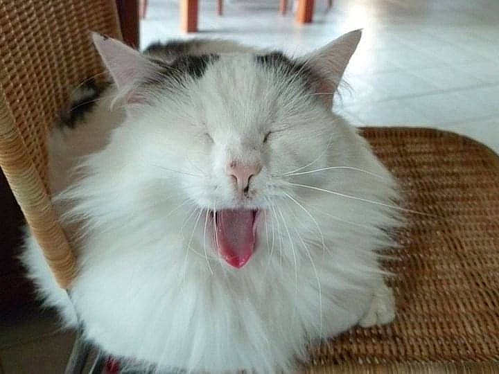 Neige a rejoint le concours — aidez-le/la à gagner de superbes lots ! aegean_cat, british_semi_longhair, carnivore, cat, domestic_long_haired_cat, facial_expression, felidae, fur, mammal, napoleon_cat, norwegian_forest_cat, persian, ragamuffin, ragdoll, small_to_medium_sized_cats, snout, tail, turkish_angora, turkish_van, whiskers