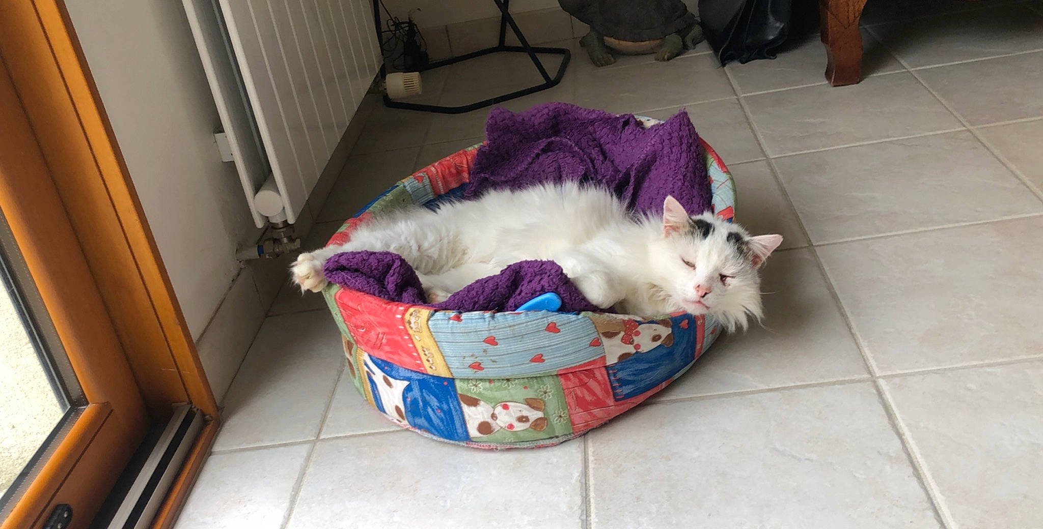 Neige a rejoint le concours — aidez-le/la à gagner de superbes lots ! canidae, carnivore, cat, cat_bed, felidae, kitten, mammal, nap, ragamuffin, ragdoll, small_to_medium_sized_cats, west_highland_white_terrier