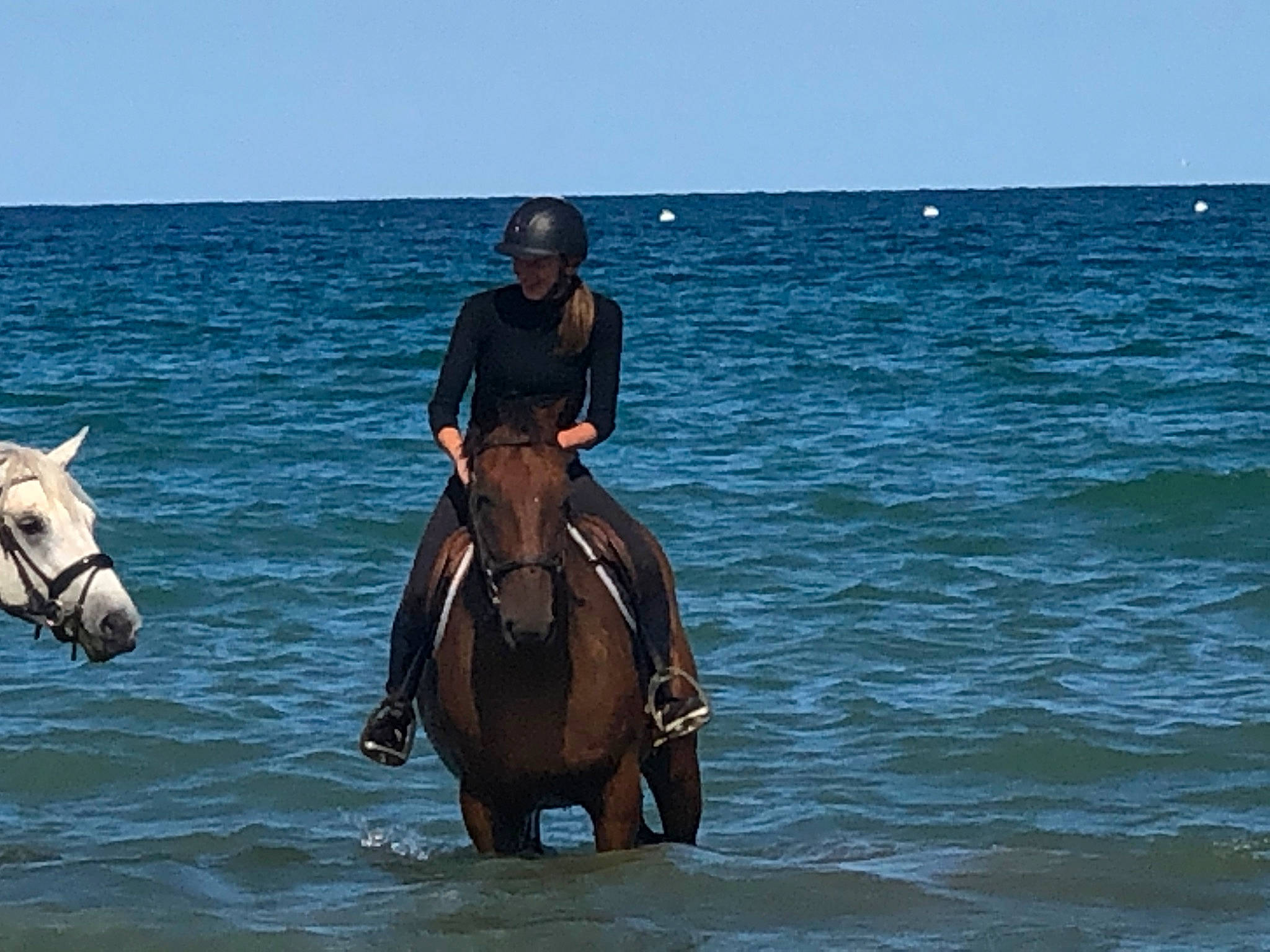 Diego a rejoint le concours — aidez-le/la à gagner de superbes lots ! animal_sports, bridle, equestrian_sport, equestrianism, horse, mane, mare, mustang_horse, pack_animal, recreation, rein, saddle, stallion, trail_riding, vacation