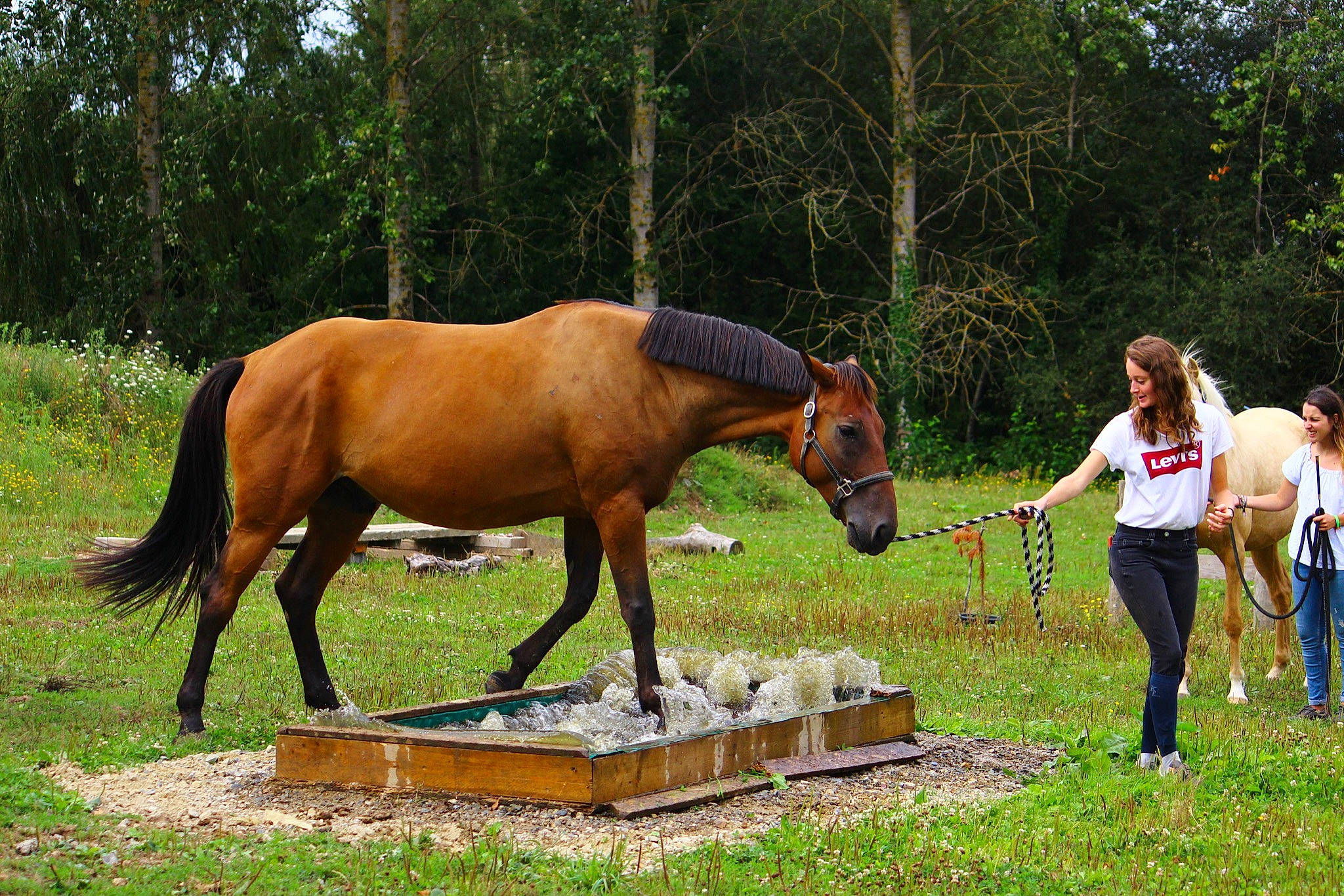 Diego participe au concours pour gagner de l'argent avec cette photo : bridle, equestrianism, horse, horse_supplies, horse_tack, landscape, livestock, mammal, mane, mare, mustang_horse, pack_animal, pasture, ranch, recreation, rein, riding_instructor, sorrel, stallion, wildlife