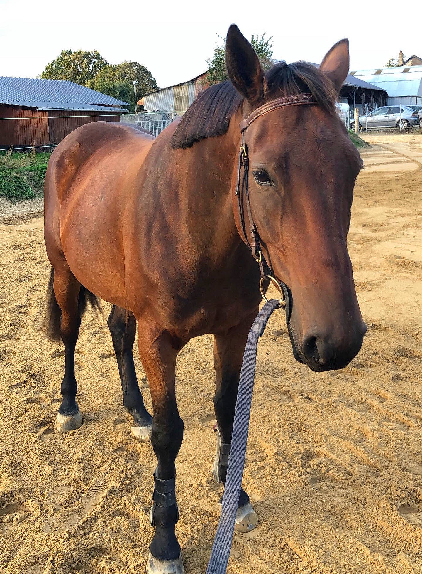 Diego participe au concours pour gagner de l'argent avec cette photo : bridle, colt, horse, horse_supplies, horse_tack, landscape, liver, livestock, mammal, mane, mare, mustang_horse, pack_animal, ranch, rein, snout, sorrel, stallion, vertebrate, working_animal