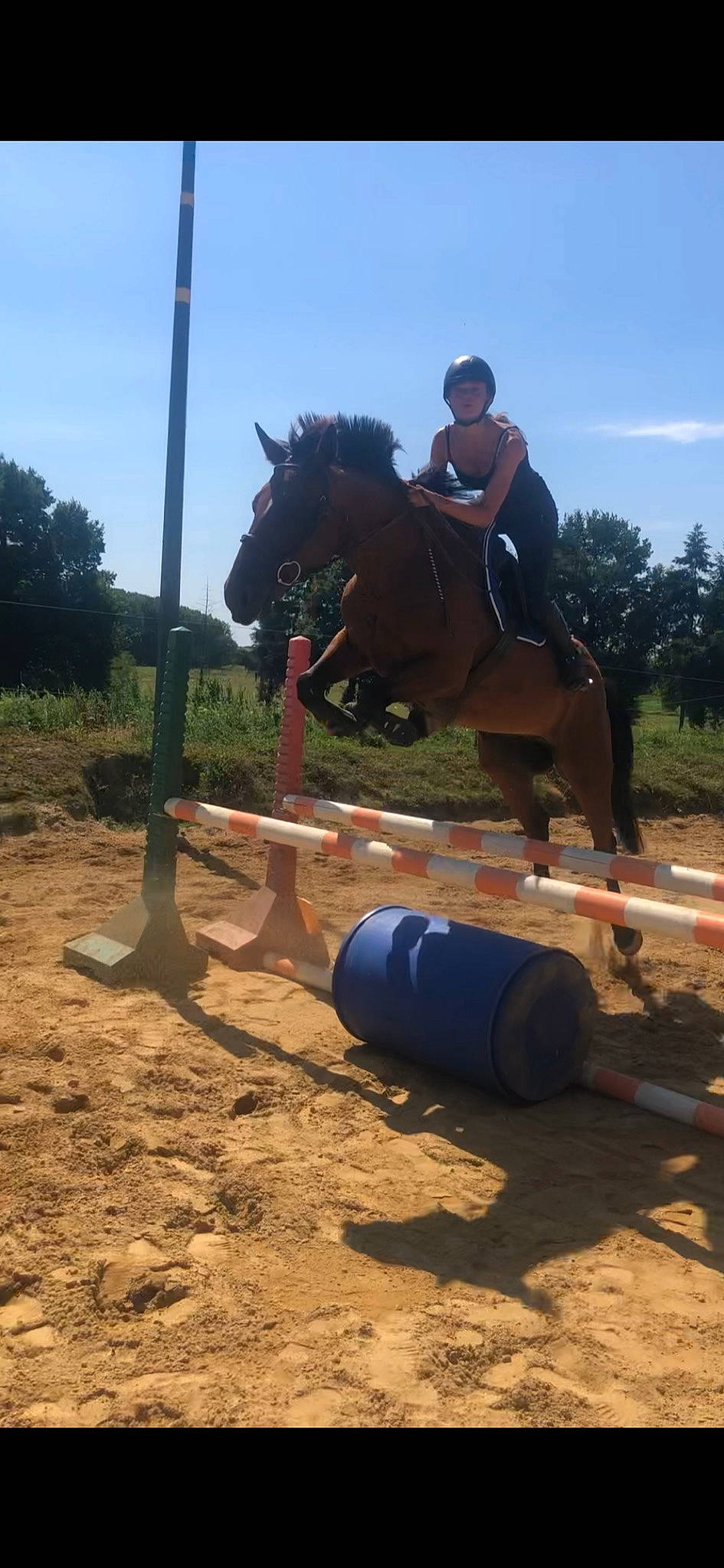 Diego participe au concours pour gagner de l'argent avec cette photo : animal_sports, bridle, english_riding, equestrian_sport, equestrianism, equitation, halter, horse, horse_supplies, horse_tack, jumping, mare, pack_animal, recreation, rein, saddle, stallion, tree, working_animal