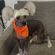 Cooper joined the competition — help win amazing prizes! dog, pet, indoor, orange_bandana, hair_style, fluffy_ears, couch, brown_coat, sitting, cute, animal, companion, portrait, furry, domestic_animal, funny_hair, looking_away, small_dog, decor, furniture