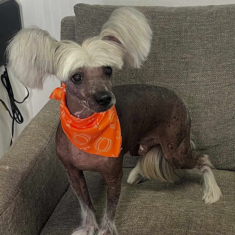 Cooper joined the competition — help win amazing prizes! animal, brown_coat, companion, couch, cute, decor, dog, domestic_animal, fluffy_ears, funny_hair, furniture, furry, hair_style, indoor, looking_away, orange_bandana, pet, portrait, sitting, small_dog