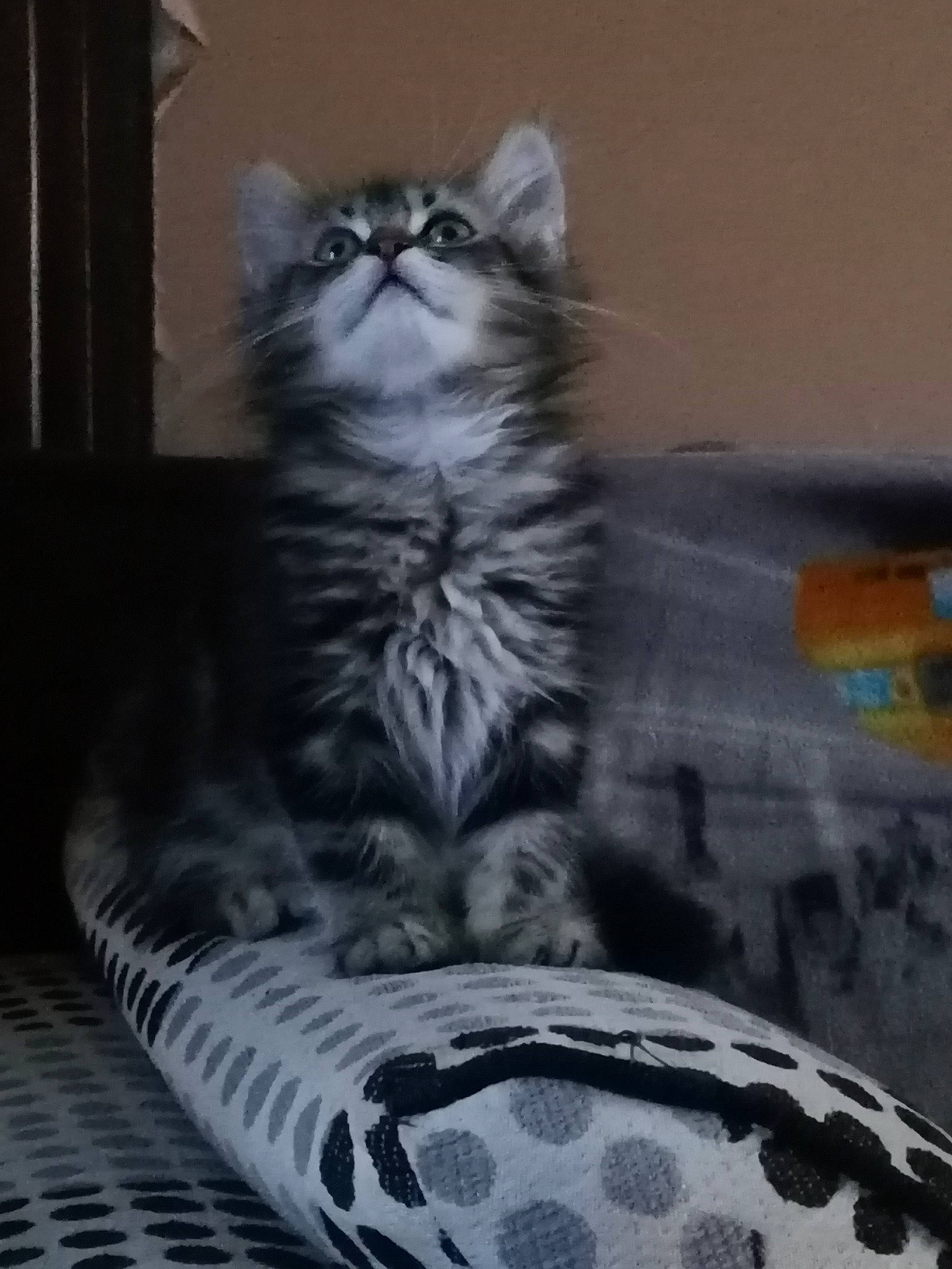 Simba a rejoint le concours — aidez-le/la à gagner de superbes lots ! carnivore, cat, claw, comfort, couch, darkness, domestic_short_haired_cat, door, felidae, fur, grey, linens, pattern, sitting, small_to_medium_sized_cats, snout, tail, terrestrial_animal, whiskers, window