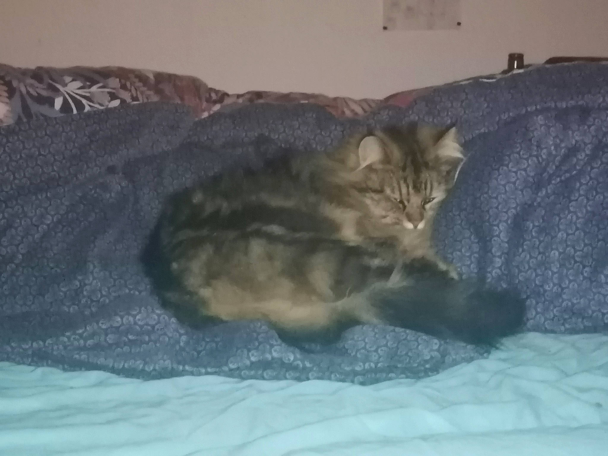 Simba participe au concours pour gagner de l'argent avec cette photo : bed, bed_sheet, bedding, carnivore, cat, comfort, domestic_short_haired_cat, fawn, felidae, fur, linens, nap, room, small_to_medium_sized_cats, tail, whiskers