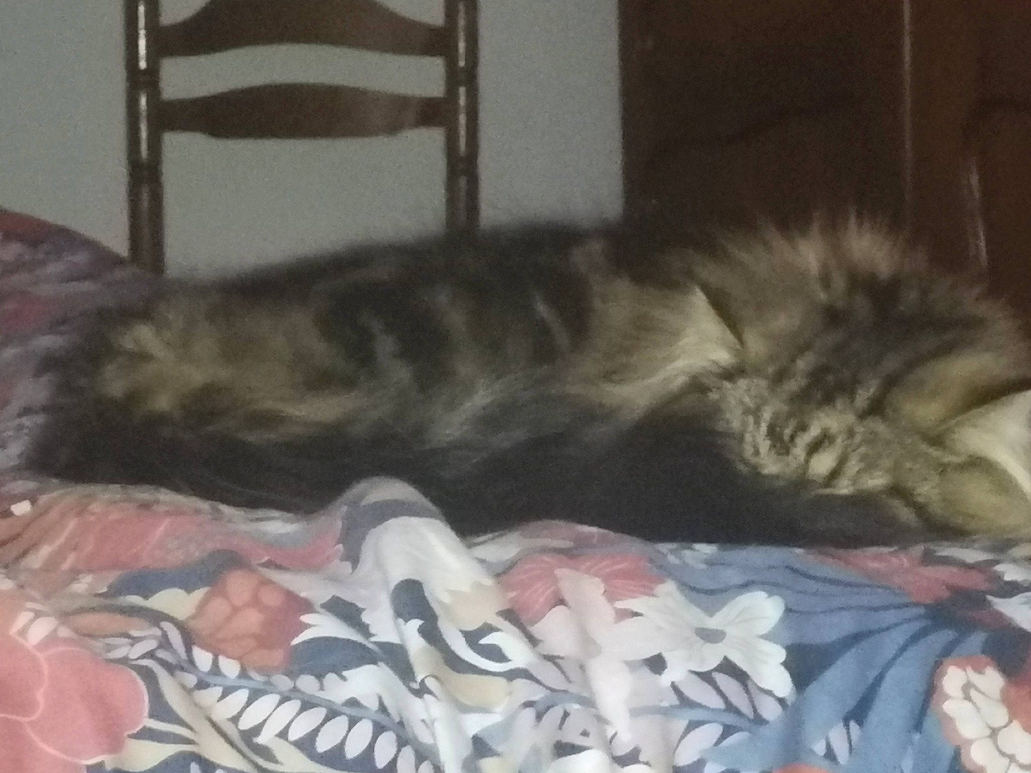 Simba a rejoint le concours — aidez-le/la à gagner de superbes lots ! bed, bed_sheet, canidae, carnivore, cat, chair, comfort, dog_breed, domestic_short_haired_cat, felidae, fur, grey, nap, paw, sleep, small_to_medium_sized_cats, sporting_group, tail, terrestrial_animal, whiskers