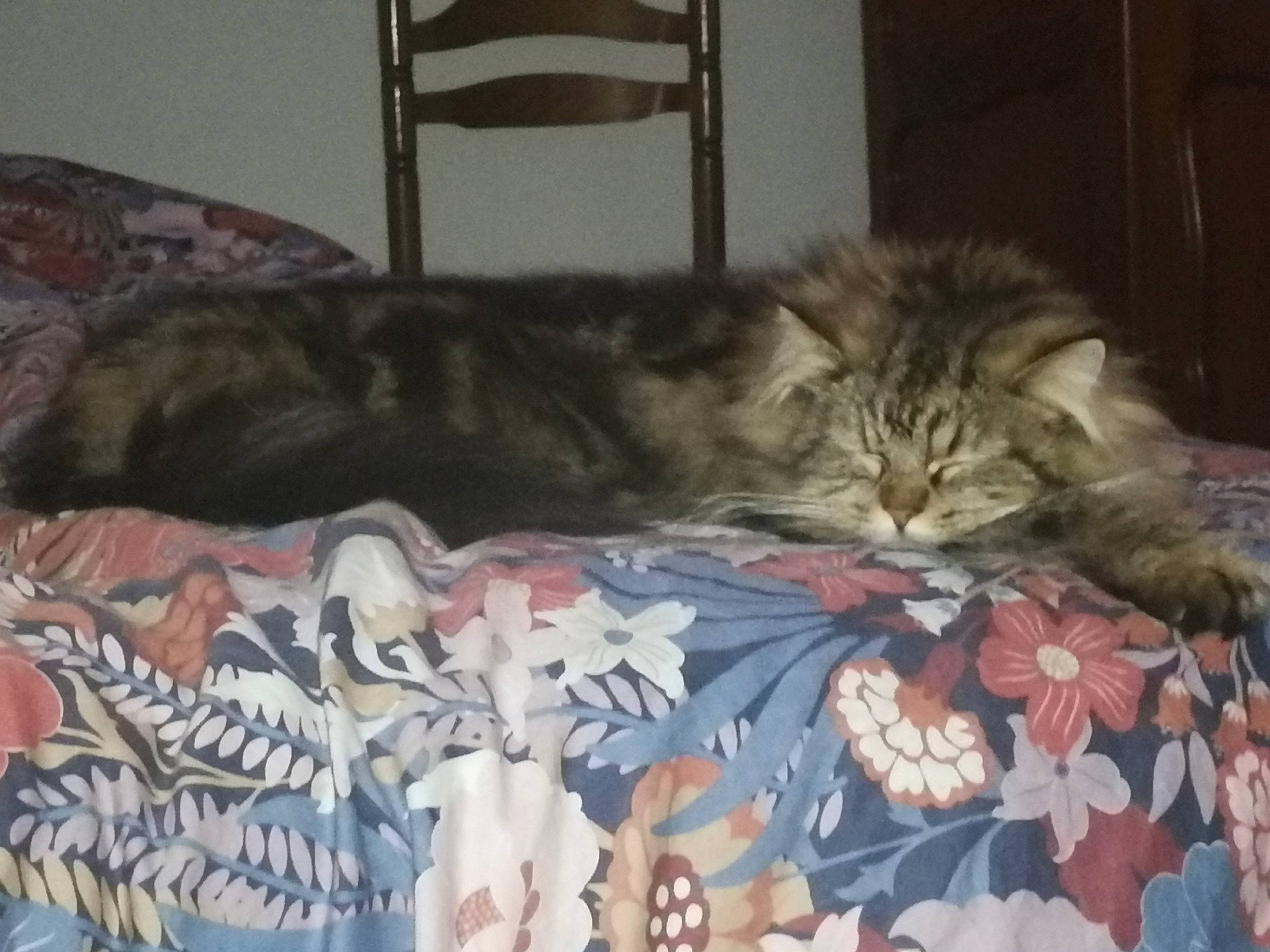 Simba a rejoint le concours — aidez-le/la à gagner de superbes lots ! bed, bed_sheet, bedding, carnivore, cat, comfort, couch, domestic_short_haired_cat, felidae, fur, grey, linens, mammal, mattress, nap, room, small_to_medium_sized_cats, terrestrial_animal, vertebrate, whiskers