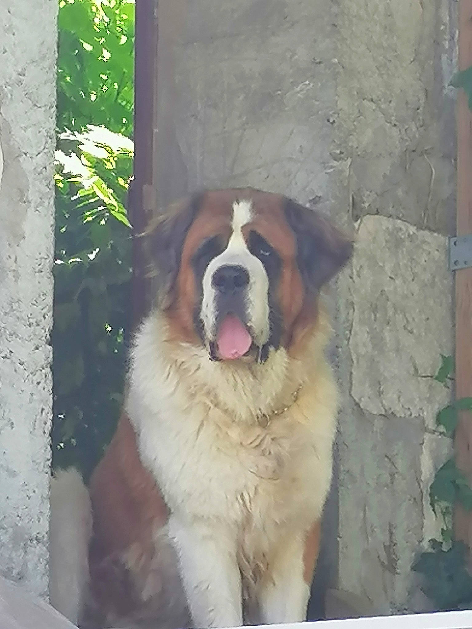 Marlay a rejoint le concours — aidez-le/la à gagner de superbes lots ! ancient_dog_breeds, art, canidae, carnivore, companion_dog, dog, dog_breed, door, fawn, fur, giant_dog_breed, moscow_watchdog, plant, rectangle, snout, sporting_group, st_bernard, tree, whiskers, working_dog