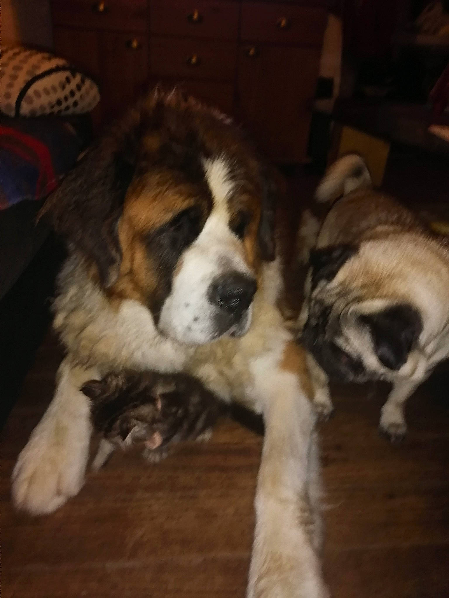 Marlay a rejoint le concours — aidez-le/la à gagner de superbes lots ! bored, canidae, carnivore, companion_dog, dog, dog_breed, flooring, fur, giant_dog_breed, hardwood, moscow_watchdog, paw, puppy, snout, sporting_group, st_bernard, tail, terrestrial_animal, wood, working_dog