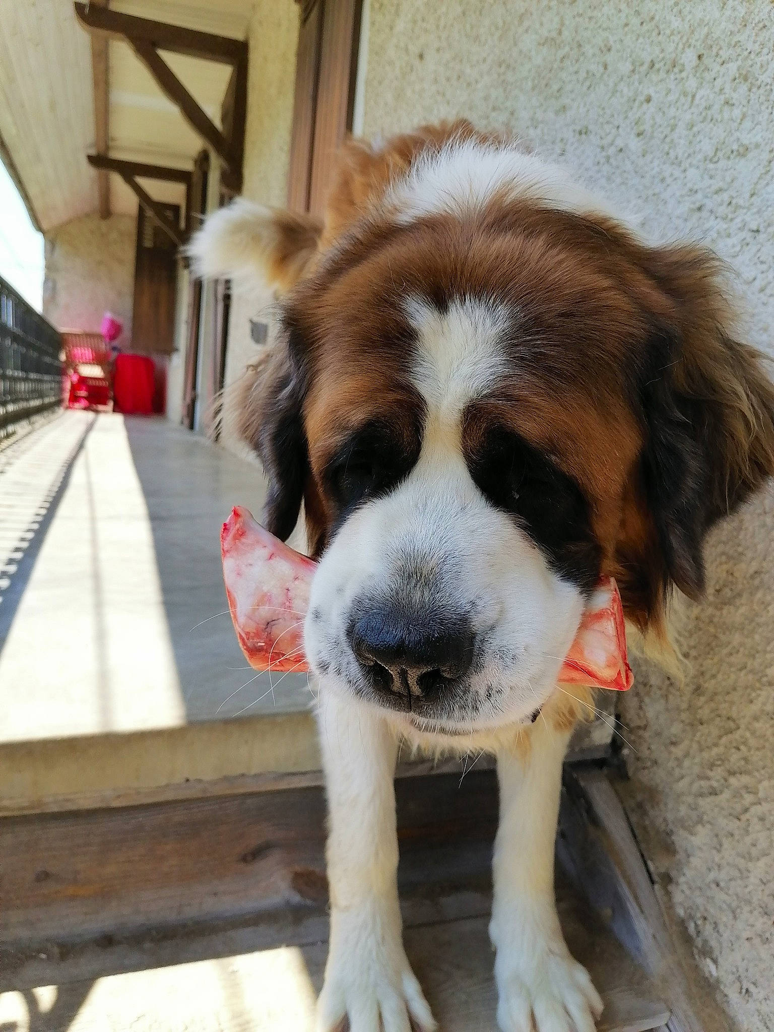 Marlay participe au concours pour gagner de l'argent avec cette photo : canidae, carnivore, cavalier_king_charles_spaniel, companion_dog, dog, dog_breed, fur, giant_dog_breed, gun_dog, liver, moscow_watchdog, paw, puppy, scent_hound, snout, spaniel, sporting_group, whiskers, wood, working_dog