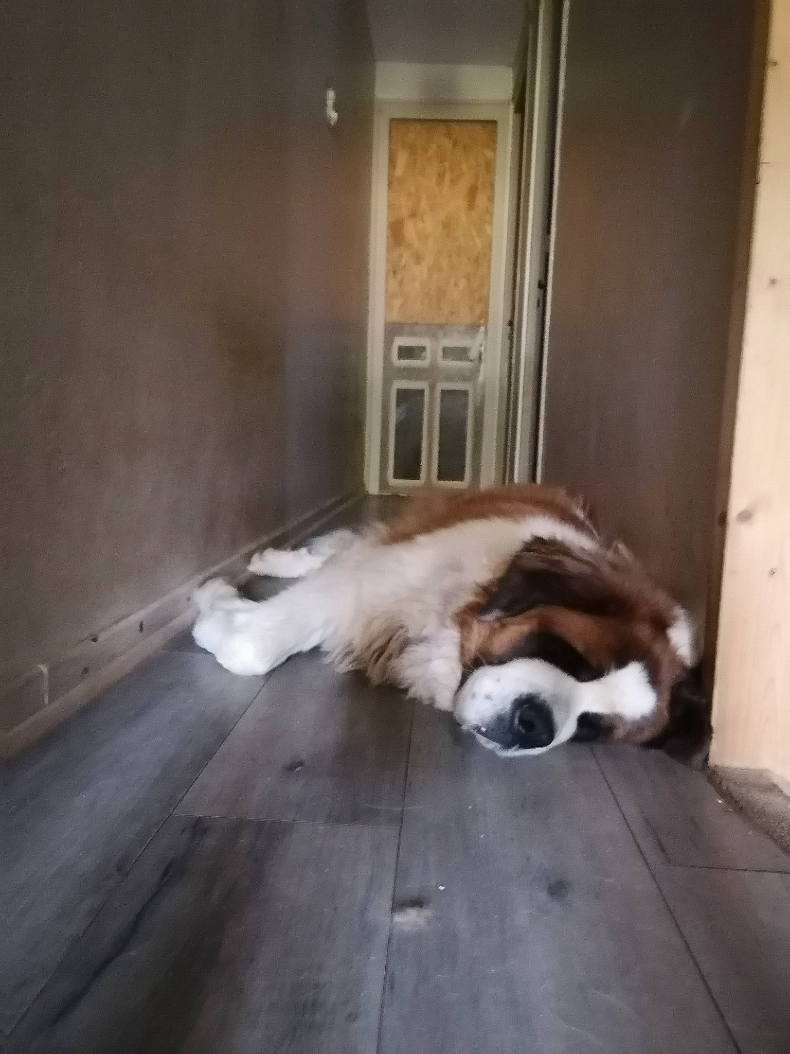 Marlay a rejoint le concours — aidez-le/la à gagner de superbes lots ! carnivore, comfort, companion_dog, dog, dog_breed, door, fawn, felidae, floor, flooring, fur, hardwood, laminate_flooring, small_to_medium_sized_cats, snout, sporting_group, tail, whiskers, wood, wood_flooring