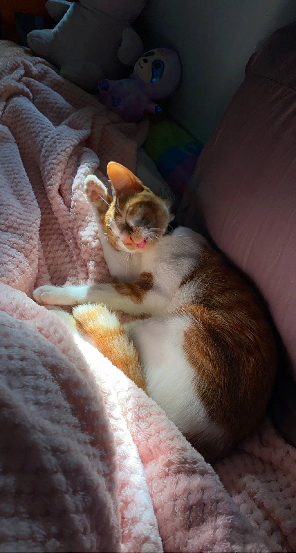 Bolt joined the competition — help win amazing prizes! canidae, carnivore, cat, claw, comfort, couch, domestic_short_haired_cat, fawn, felidae, fur, human_leg, linens, nap, paw, room, small_to_medium_sized_cats, snout, tail, whiskers, wood