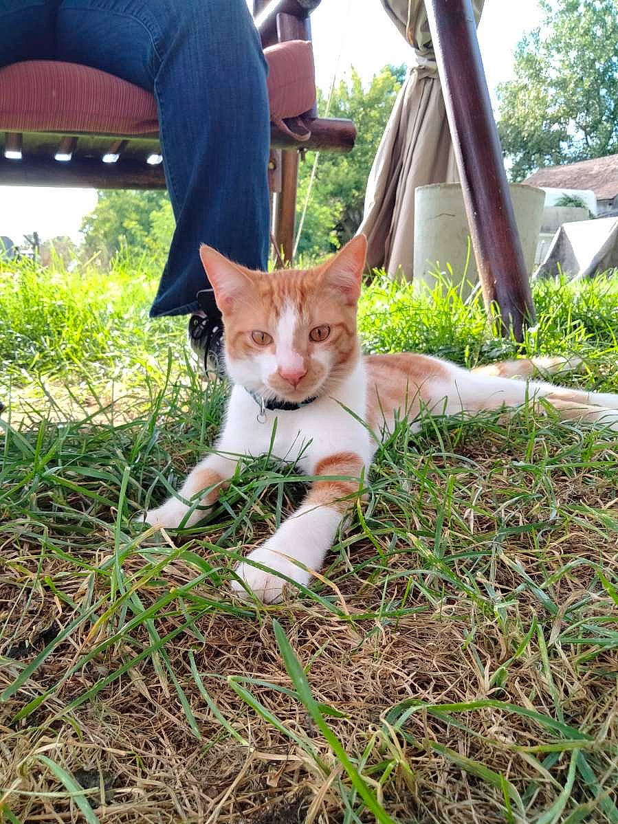 Bolt joined the competition — help win amazing prizes! carnivore, cat, domestic_short_haired_cat, fawn, felidae, fur, grass, grass_family, groundcover, hand, human_leg, lawn, people_in_nature, plant, sitting, small_to_medium_sized_cats, tail, thigh, tree, whiskers