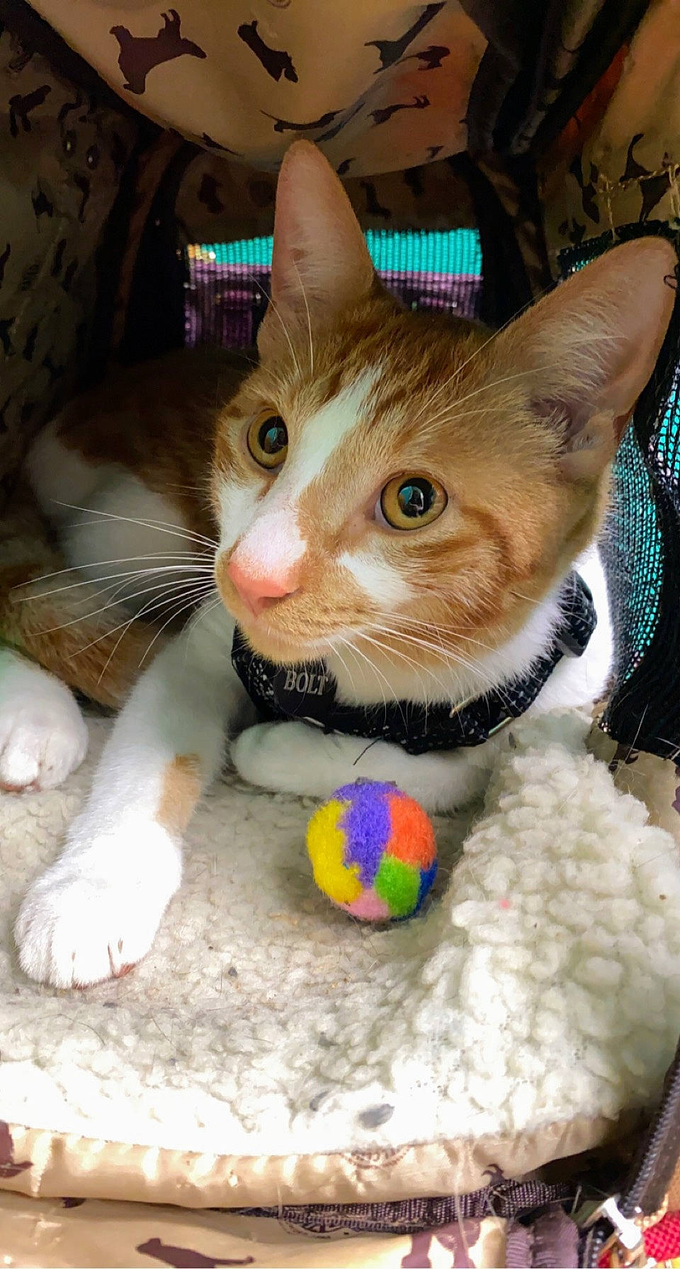 Bolt is registered to the contest to win money with this photo: art, carnivore, cat, cat_supply, collar, domestic_short_haired_cat, fashion_accessory, fawn, felidae, foot, fur, paw, pet_supply, plush, small_to_medium_sized_cats, stuffed_toy, tail, toy, whiskers, wool