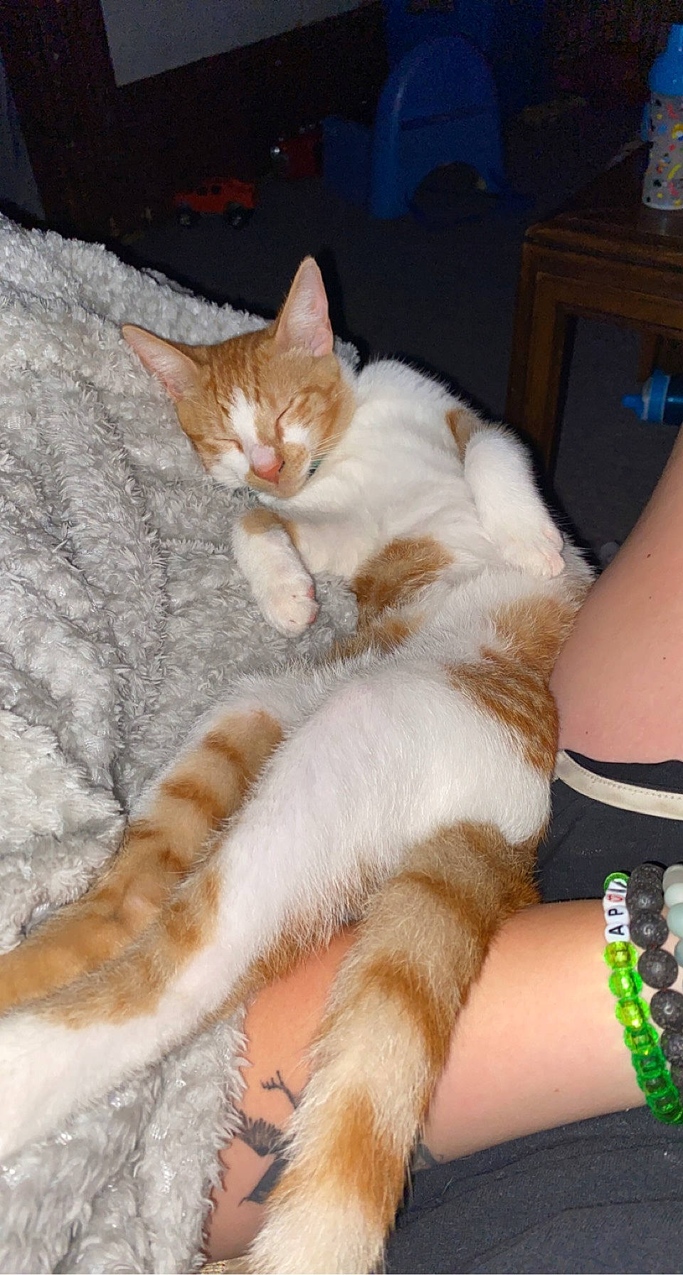 Bolt is registered to the contest to win money with this photo: carnivore, cat, claw, comfort, domestic_short_haired_cat, fawn, felidae, foot, fur, human_leg, lap, nail, paw, sitting, small_to_medium_sized_cats, tail, thigh, toe, whiskers, wrist