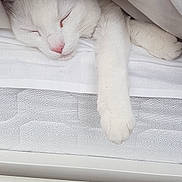 Coconut Ice joined the competition — help win amazing prizes! bed, blanket, cat, closeup, comfort, cozy, cute, domestic_animal, feline, fur, indoor, mammal, paw, peaceful, pet, relaxation, resting, sleeping, whiskers, white_cat