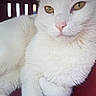 Coconut Ice is registered to the contest to win money with this photo: animal, cat, closeup, cute, domestic_cat, ears, feline, fur, golden_eyes, indoor, muzzle, nose, paws, pet, pet_carrier, relaxed, resting, toy, whiskers, white_cat