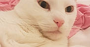 Coconut Ice joined the competition — help win amazing prizes! animal, bed, blanket, cat, close_up, comfort, cozy, domestic_animal, feline, fur, hand, indoor, nose, paw, pet, pink, relaxed, resting, whiskers, white_cat