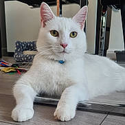 Disney is registered to the contest to win money with this photo: animal, bed, cat, closeup, collar, domestic_cat, ears, feline, floor, flooring, fur, house, indoor, looking, paw, pet, relaxed, toy, whiskers, white_cat