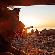 Duke is registered to the contest to win money with this photo: dog, beach, sunset, sand, ocean, silhouette, people, driftwood, outdoor, nature, sunlight, relaxation, animal, paw, sky, evening, calm, companionship, warm_light, scenic