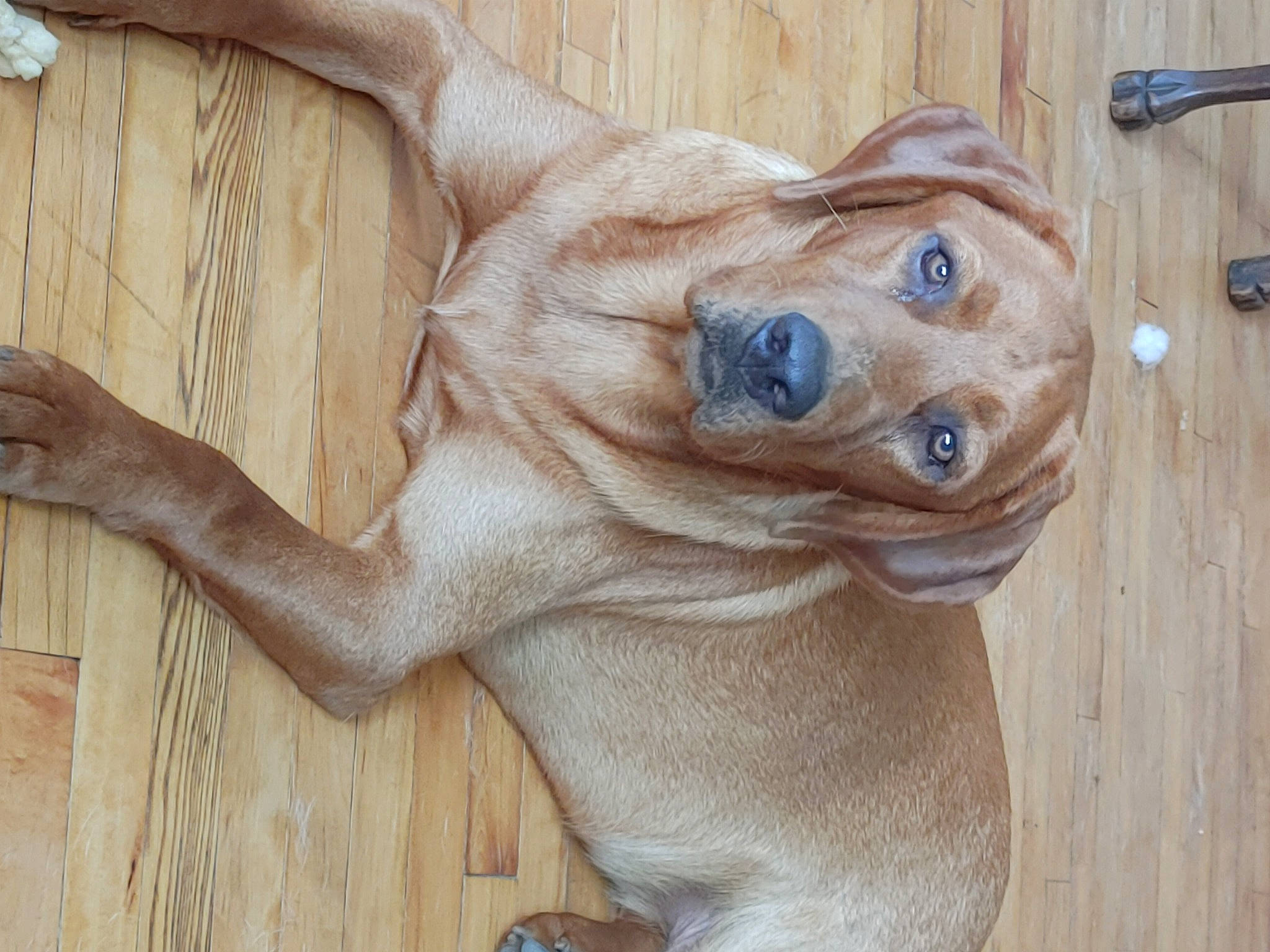 Bear joined the competition — help win amazing prizes! art, canidae, carnivore, companion_dog, dog, dog_breed, fawn, flooring, fur, glasses, hardwood, snout, sporting_group, sunglasses, tail, terrestrial_animal, whiskers, wood, wood_stain, working_animal