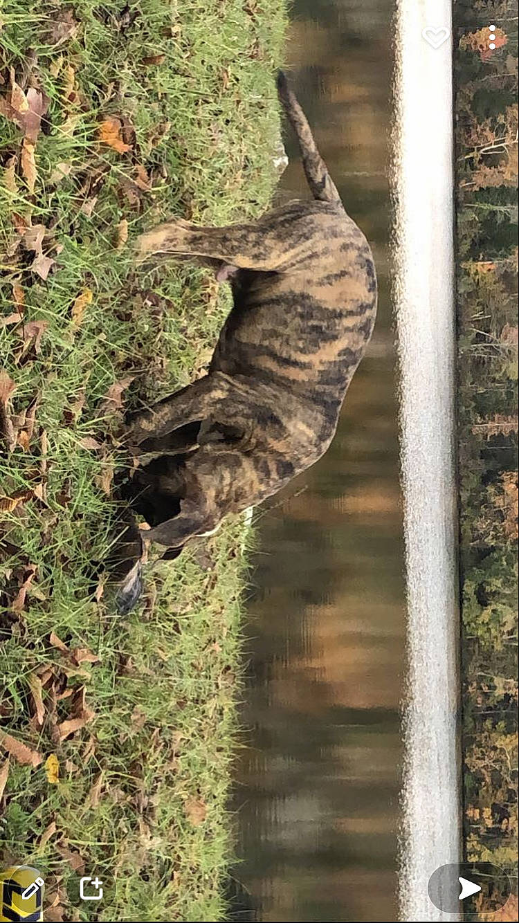 Stan joined the competition — help win amazing prizes! carnivore, cat, fawn, felidae, grass, military_camouflage, pattern, plant, shadow, small_to_medium_sized_cats, snout, soil, sporting_group, tail, terrestrial_animal, tree, trunk, twig, wildlife, wood