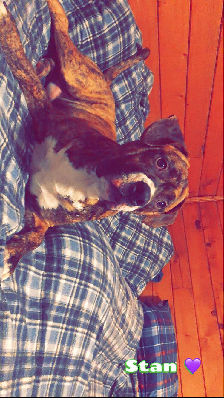 Stan joined the competition — help win amazing prizes! beard, companion_dog, dog_breed, feather, felidae, fictional_character, fun, fur, human_leg, pattern, personal_protective_equipment, plaid, selfie, sleeve, small_to_medium_sized_cats, t_shirt, tail, tartan, textile, wood