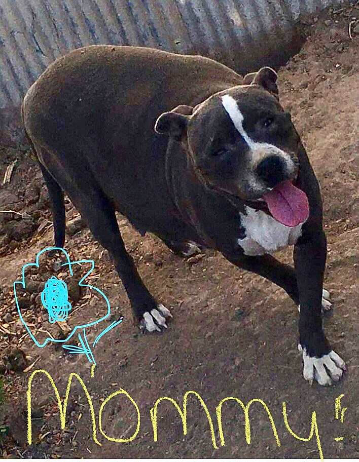 Luna is registered to the contest to win money with this photo: alaunt, american_bulldog, american_pit_bull_terrier, american_staffordshire_terrier, bully_kutta, canidae, carnivore, dog, dog_breed, fawn, mammal, non_sporting_group, photo_caption, pit_bull, snout, sporting_group, staffordshire_bull_terrier, terrier, vertebrate