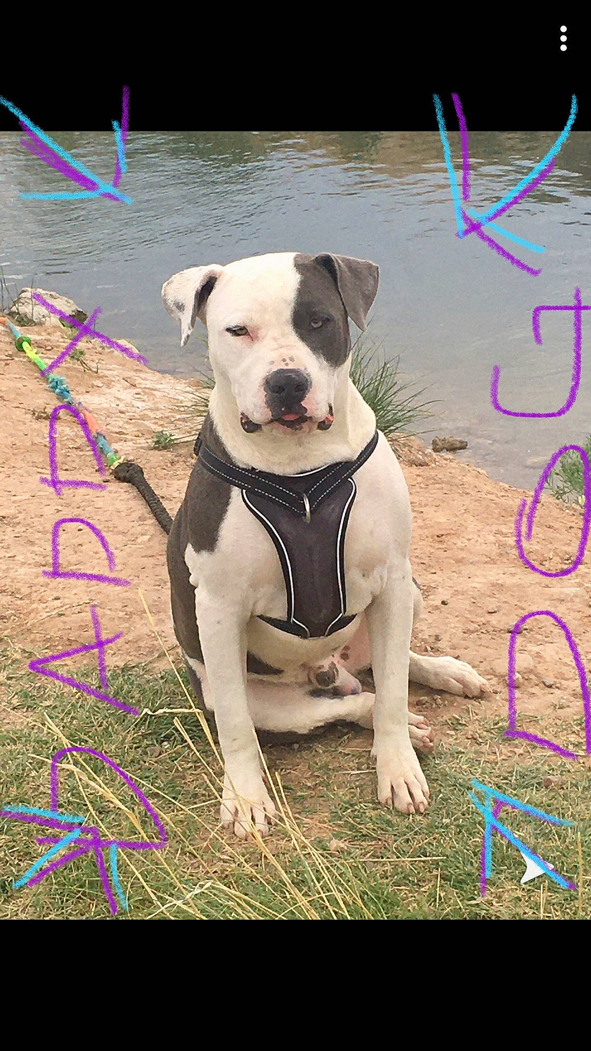 Luna is registered to the contest to win money with this photo: american_bulldog, american_pit_bull_terrier, american_staffordshire_terrier, bull_and_terrier, bully_kutta, canidae, carnivore, catahoula_bulldog, dog, dog_breed, fawn, mammal, molosser, non_sporting_group, pit_bull, rare_breed_dog, staffordshire_bull_terrier, valley_bulldog, vertebrate