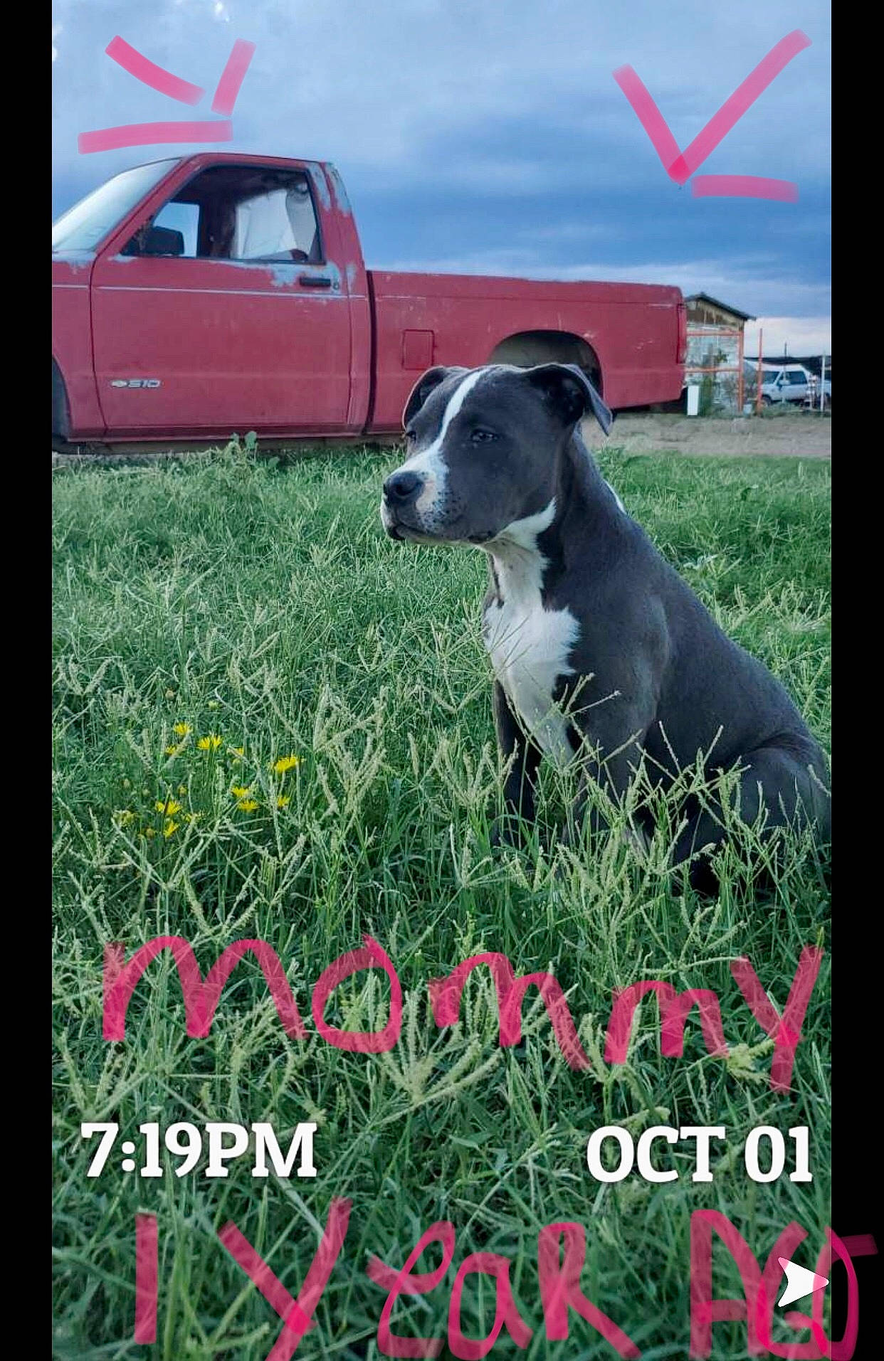 Luna joined the competition — help win amazing prizes! american_pit_bull_terrier, american_staffordshire_terrier, bully_kutta, canidae, carnivore, dog, dog_breed, grass, mammal, non_sporting_group, photo_caption, plant, snout, sporting_group, vertebrate