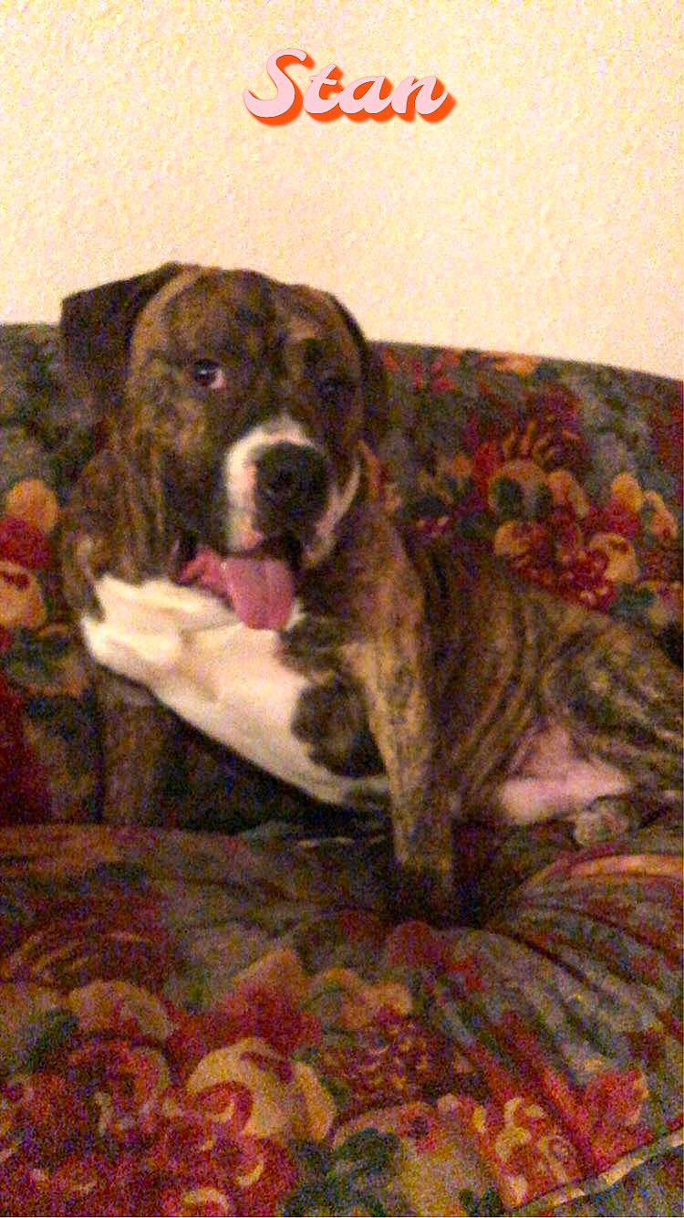 Stan joined the competition — help win amazing prizes! art, canidae, carnivore, comfort, companion_dog, couch, dog, dog_breed, dog_supply, fawn, fur, liver, painting, pattern, rug, snout, sporting_group, studio_couch, terrestrial_animal, working_animal