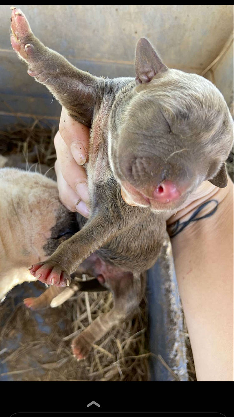 Gator joined the competition — help win amazing prizes! ear, fawn, felidae, flesh, fur, gesture, livestock, snout, terrestrial_animal, whiskers, wildlife_biologist, working_animal, wrinkle